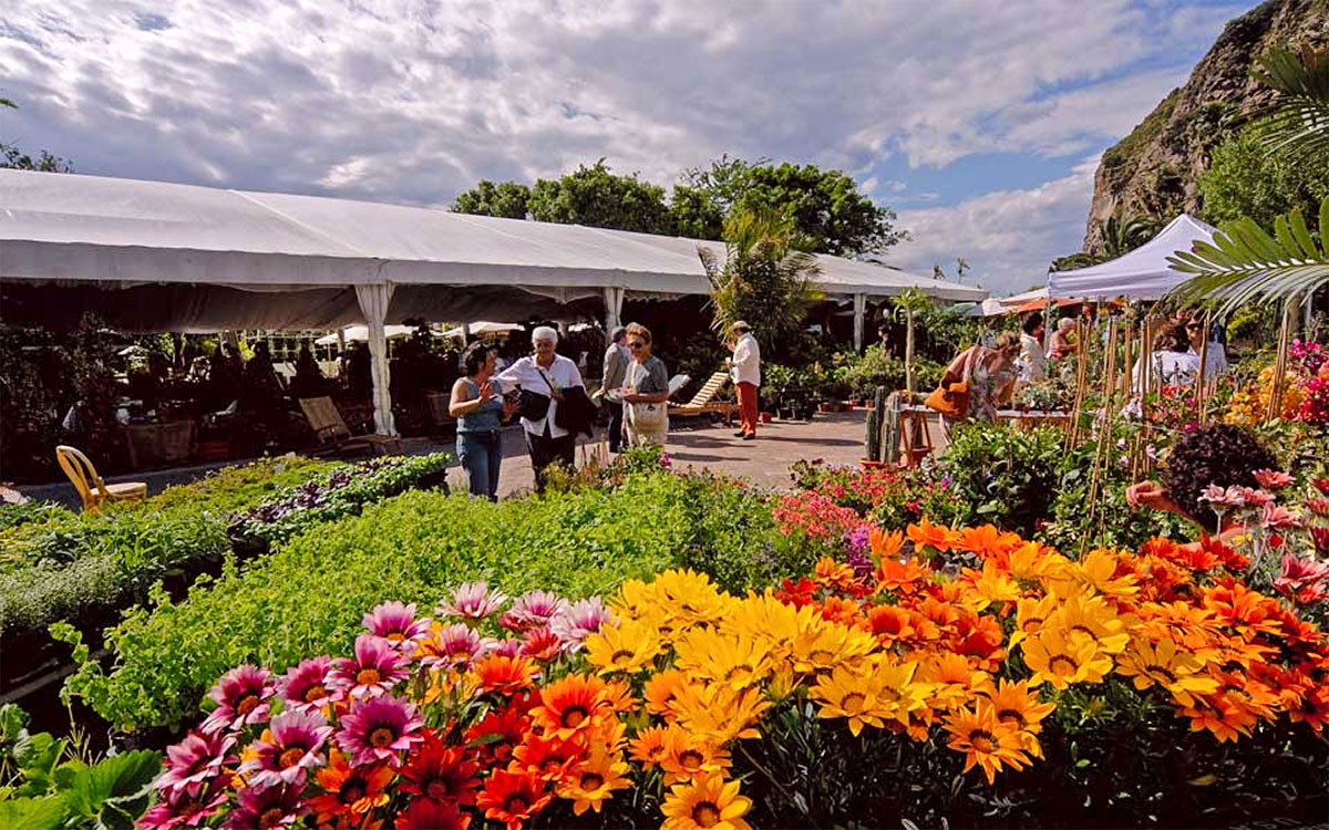 Maggio a Ischia - Ipomea