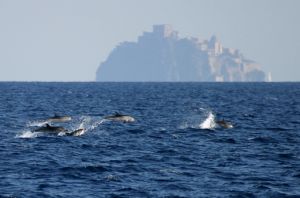 delfini a Ischia