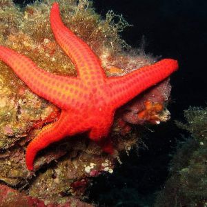 Fondali stella marina
